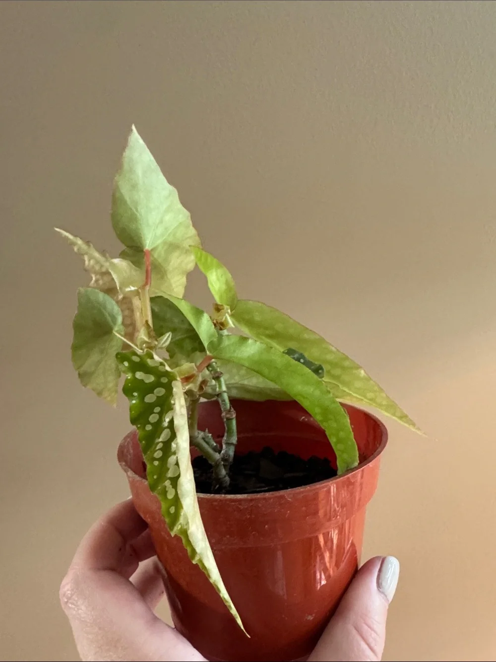 Begonia Maculata Polka Dot Plant - Rooted
